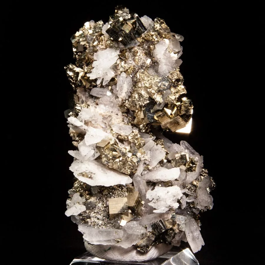 A striking mineral specimen featuring golden metallic cubic crystals of pyrite intergrown with clear quartz crystals, set against a black background.