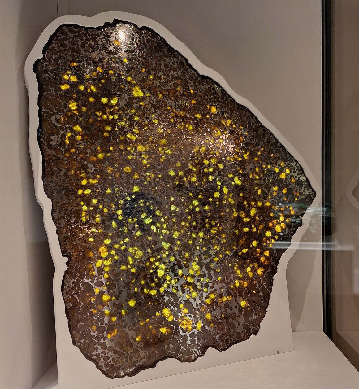 A large, polished slice of the Imilac meteorite embedded with translucent golden-green peridot crystals, displayed upright in a museum case at the Natural History Museum