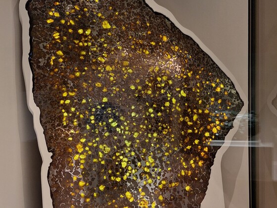 A large, polished slice of the Imilac meteorite embedded with translucent golden-green peridot crystals, displayed upright in a museum case at the Natural History Museum
