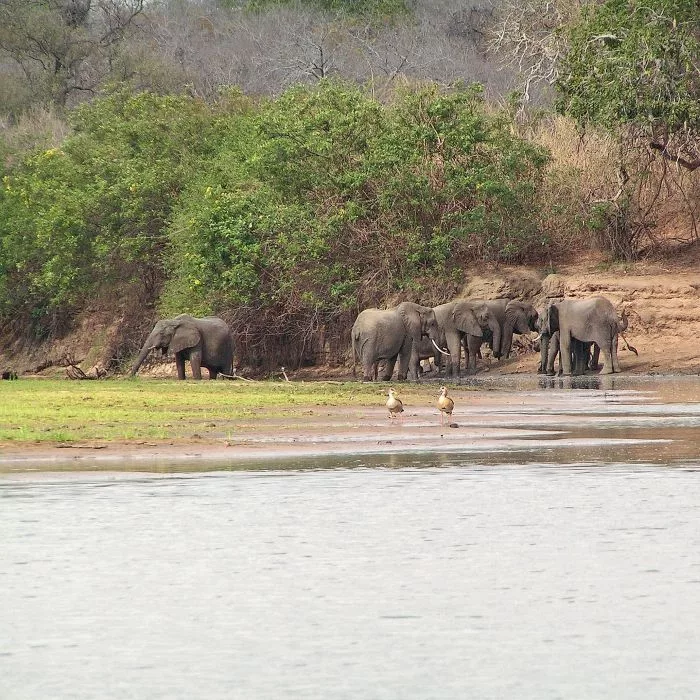 Elephants in the Selous Game Reserve
