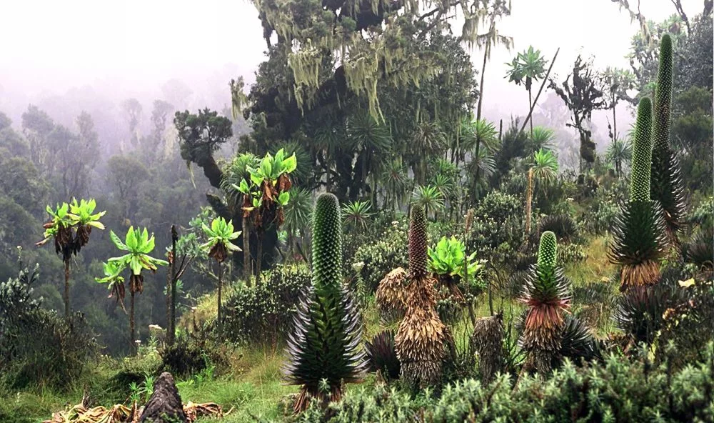 Unique giant lobelia plants in the misty alpine landscape of the Rwenzori Mountains, Eastern Africa.