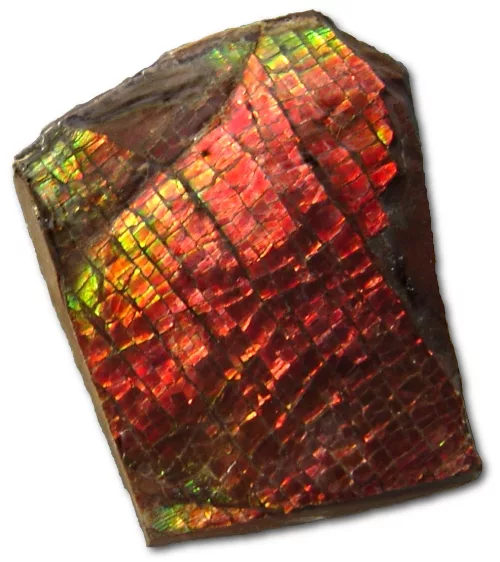 Unprocessed sample of ammolite; one of the world's rarest minerals
